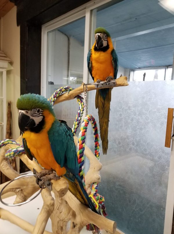 blue and gold macaw chicks for sale
