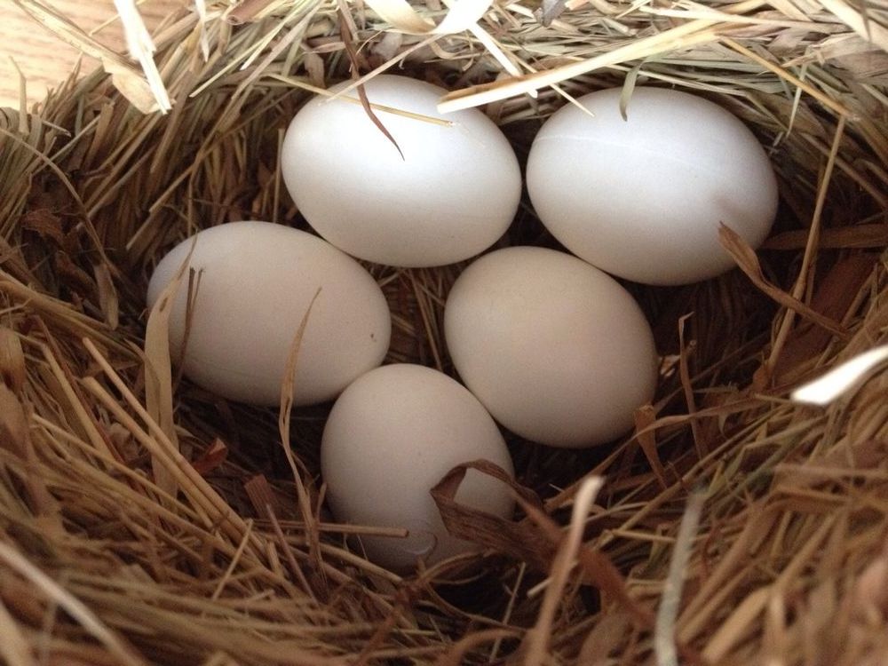 Eolophus Parrot Eggs For Sale