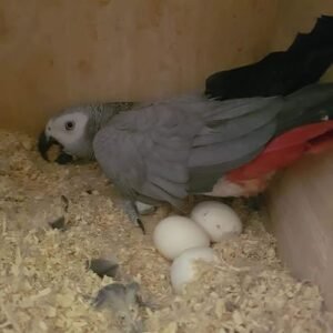 African Grey Eggs