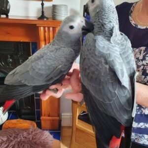 AFRICAN GREY PARROT FOR SALE
