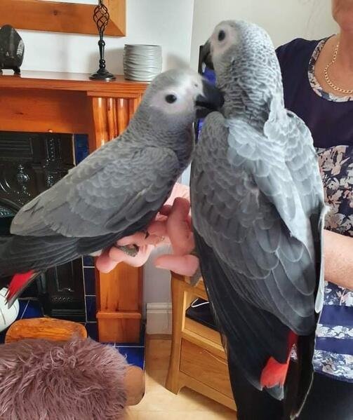 AFRICAN GREY PARROT FOR SALE