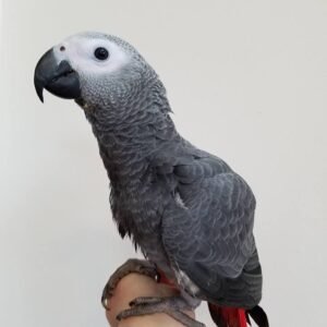 African Grey Parrot.