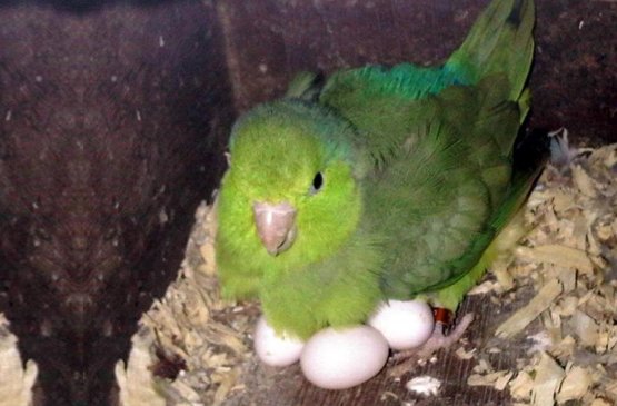 Amazon Parrot Eggs