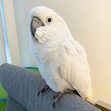 Bare Eye Cockatoo