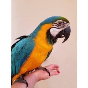 buy blue and gold macaw