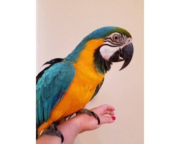 Blue and Gold Macaws for Sale