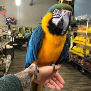 Blue And Gold Macaws For Sale Online.