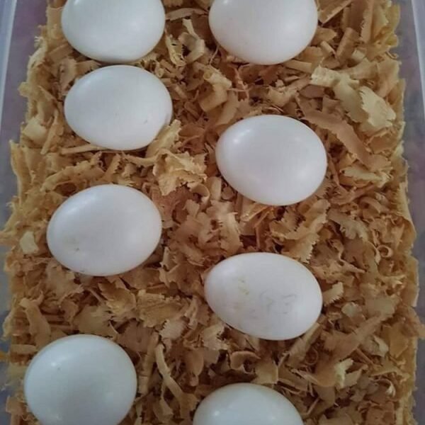 Cockatoo Eggs