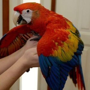 Scarlet Macaw Parrots