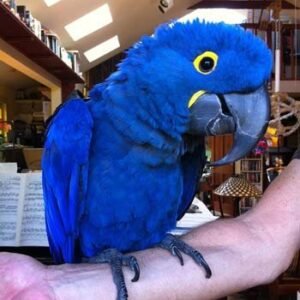 Hyacinth Macaw Parrot.