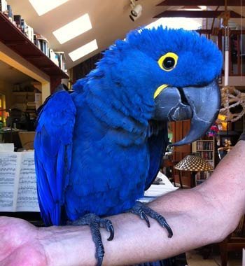 Hyacinth Macaw Parrot.