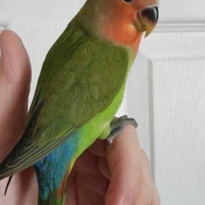 Lovebird for sale