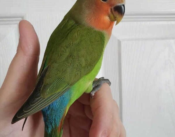 Lovebird for sale