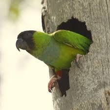 Nanday Conures  parrot for sale