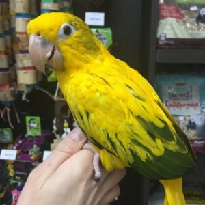 Yellow Conure Parrot