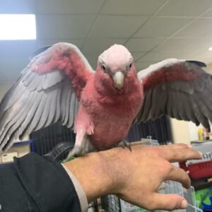 Rose Breasted Cockatoos for Sale