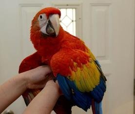 Buy Scarlet Macaw parrot