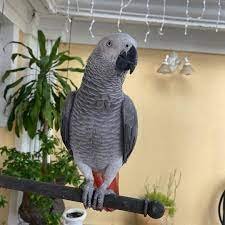 African Grey Parrots Canada  for sale