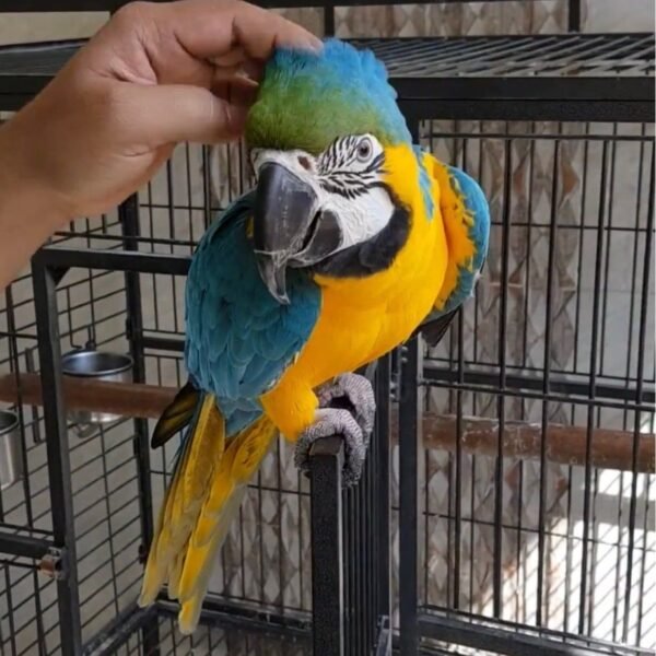 Blue and Gold Macaw.