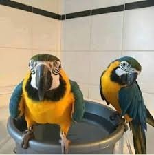 Blue And Gold Macaw Canada