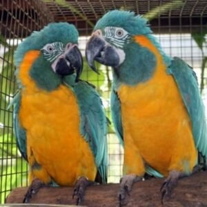 Blue Throated Macaw parrot