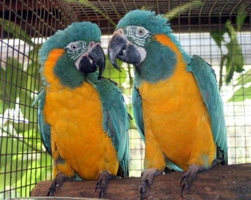 Blue Throated Macaw parrot