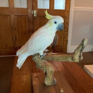 Cockatoo Parrots For Sale