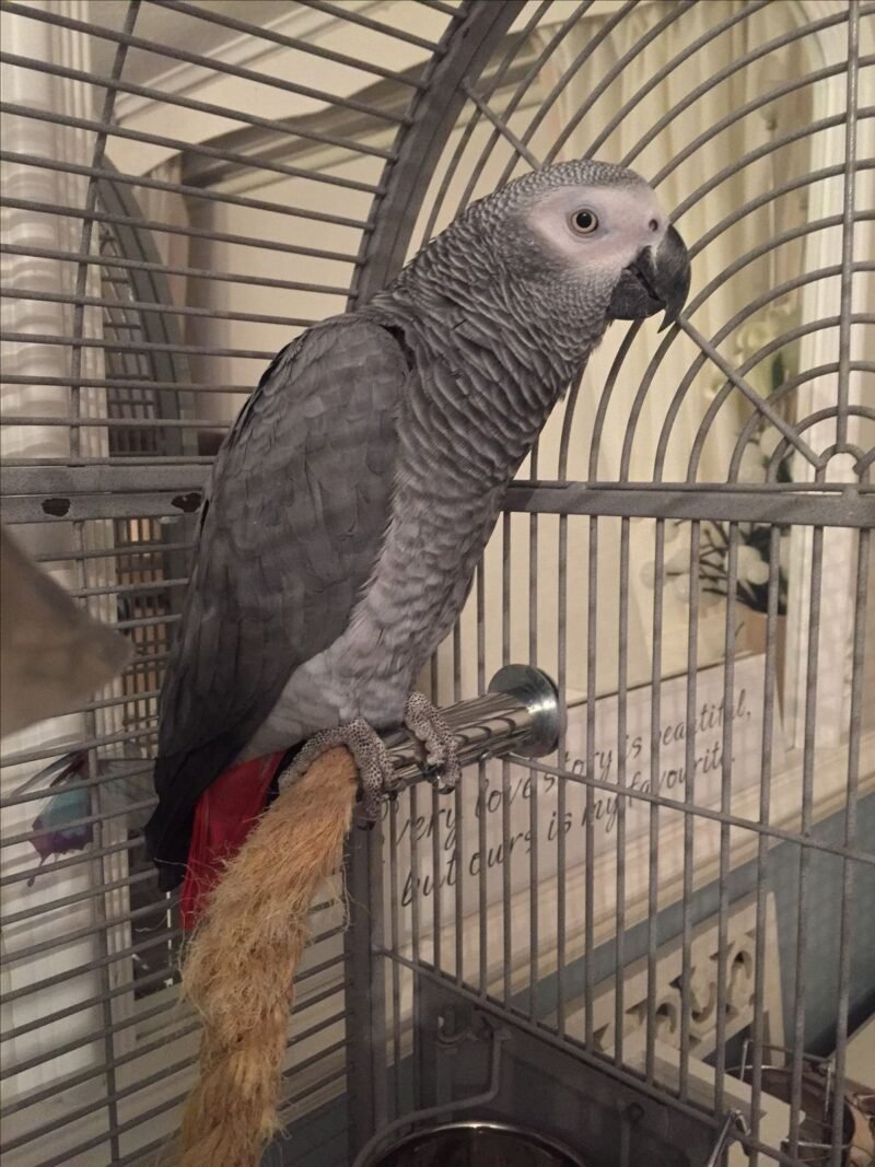 African Grey Parrots Canada  for sale - Image 3