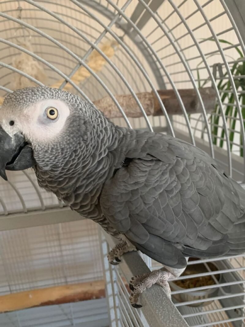 African Grey Parrots Canada  for sale - Image 4
