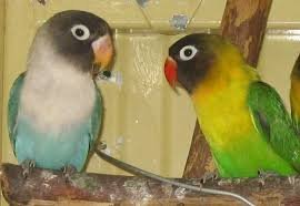 Lovebirds for Sale in Canada