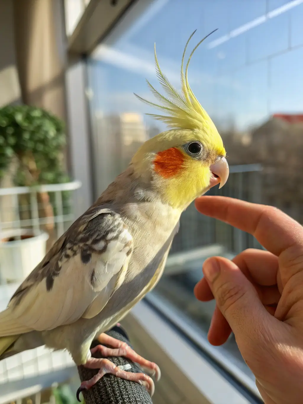 A delightful image of a pair of Cockatiels perched together, showcasing their grey plumage, orange cheek patches, and playful interaction. This image represents the social and gentle nature of Cockatiels at DreamParrotsHome.
