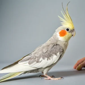 Golden Cockatiel