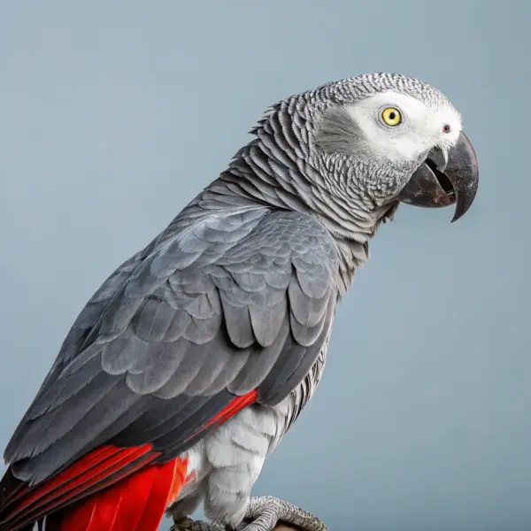 Hyacinth Macaw