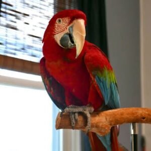 Green Wing Macaw