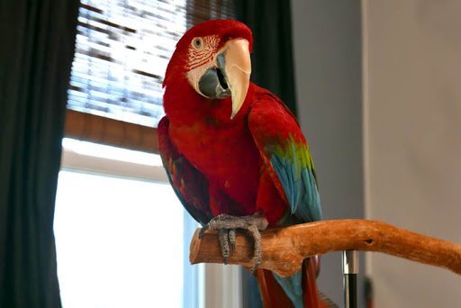 Green Wing Macaw