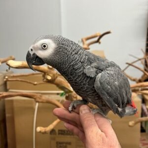 African Grey Congo