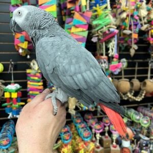 African Grey Congo (ZeeK)