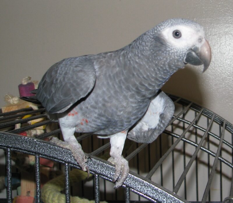 Timneh African Grey Parrot