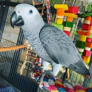 Congo African grey