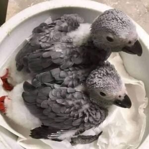 Lulu And Kuku African Grey For Sale