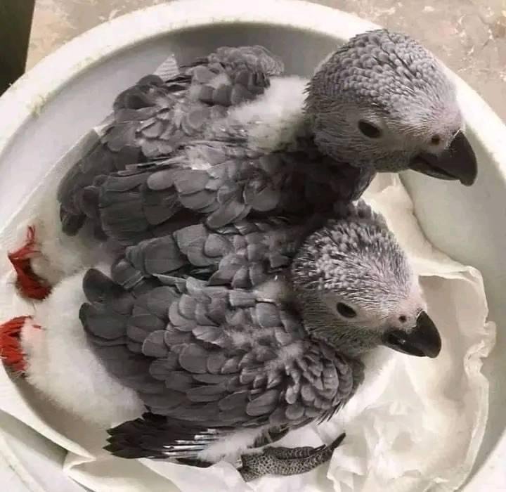 Lulu And Kuku African Grey For Sale