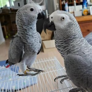 Buy Congo African grey parrot Online