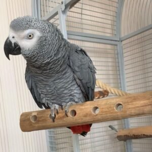 Cory Male African Grey For Sale