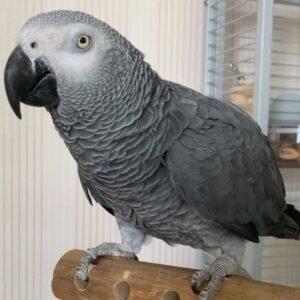 Timneh African Grey Parrot for sale
